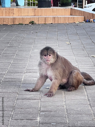 Foto Wild Monkey Sitting on a Paved Street in Misahualli, Ecuador