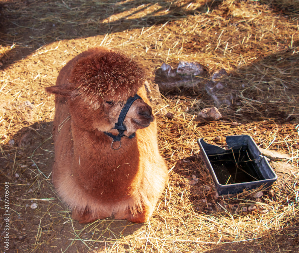 Naklejka premium Fluffy Brown Alpaca Resting in Warm Winter Sunlight