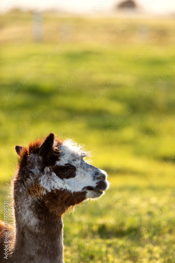 Naklejka premium Close up of white and brown alpaca's head at sunset, New Zealand