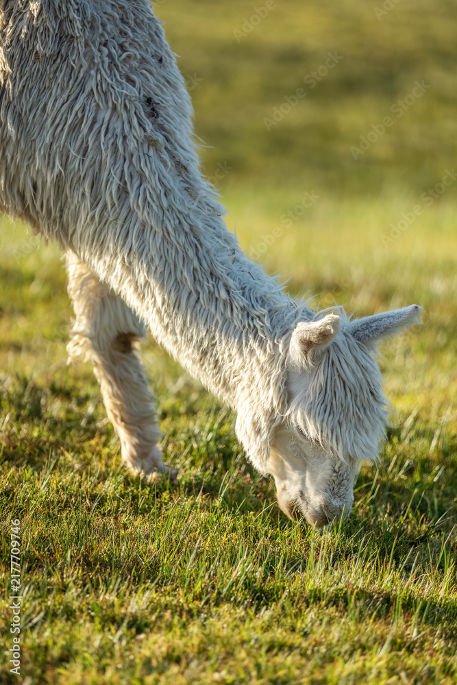 Fototapeta premium White alpaca eating the grass, New Zealand