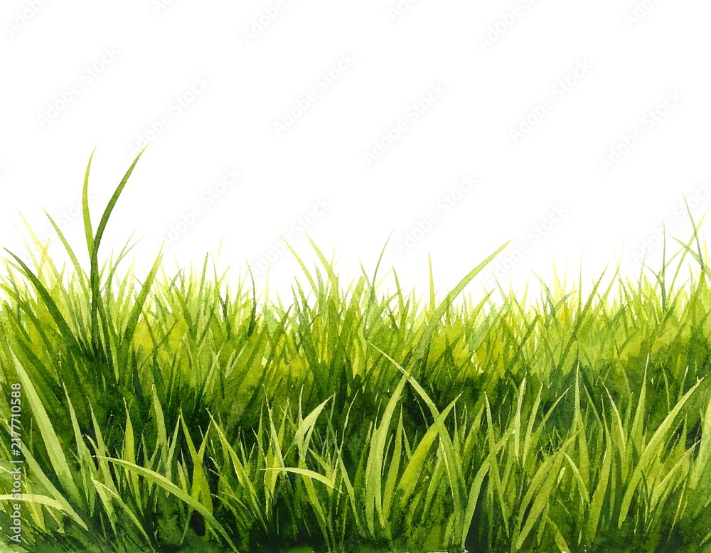 Obraz premium Watercolor painting of lush green grass isolated on a white background. Ideal for eco-friendly designs and spring concepts.