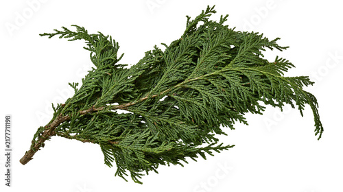 Foto Isolated vibrant green evergreen conifer branch with dense scaly leaves, natural