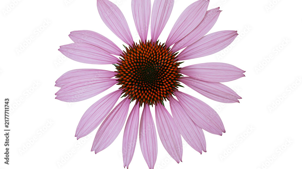Obraz premium Isolated blooming purple coneflower, a beautiful garden flower and natural healing herb.