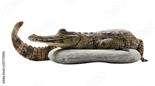 Konstfotografi Isolated juvenile caiman resting peacefully on a grey stone, detailed scales and
