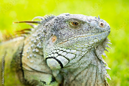 Фотография Iguana on bright green grass