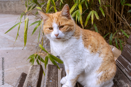 Obraz na płótnie Ginger and white cat sitting on wooden bench with reproachful expression looking at camera