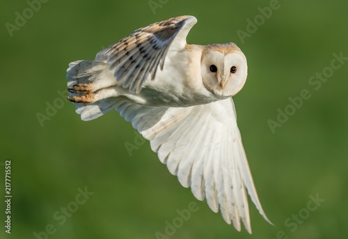 Eye contact with flying white owl