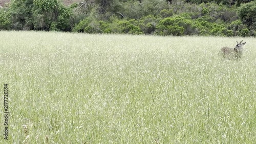 Three mule deer graze half-hidden in lush spring grasses