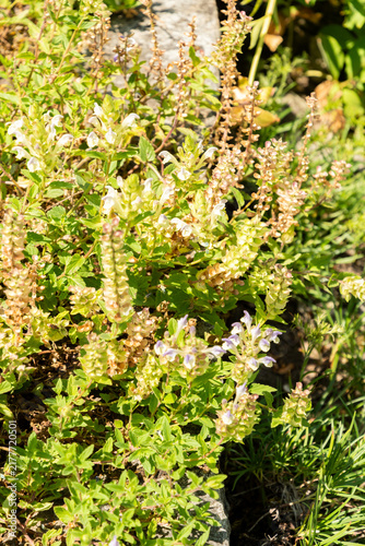Quadro su tela Alpine skullcap or Scutellaria Alpina plant in Saint Gallen in Switzerland 29