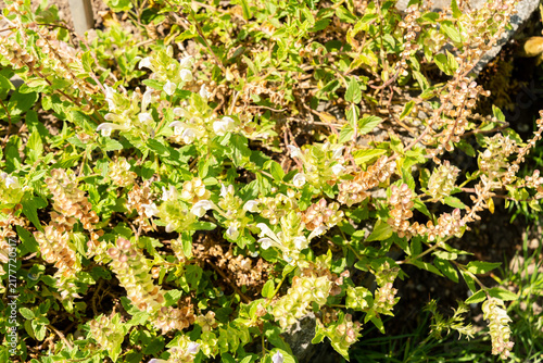 Fotografie Alpine skullcap or Scutellaria Alpina plant in Saint Gallen in Switzerland 29