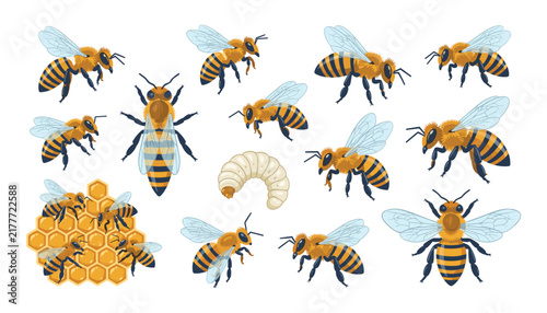 Honey bee life cycle vector set with queen honeybees worker bees honeycomb larva and flying insect illustration