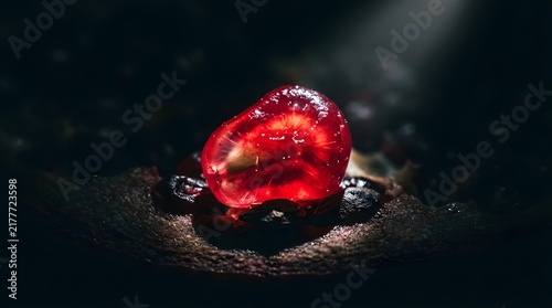 Macro shot of a single glowing pomegranate seed