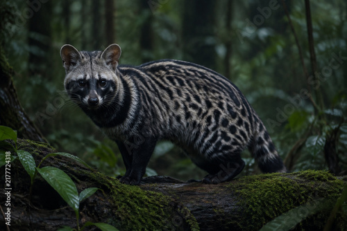 Wild African civet on mossy log in dim rainforest, spotted coat and dark face mask, wildlife and nature concept