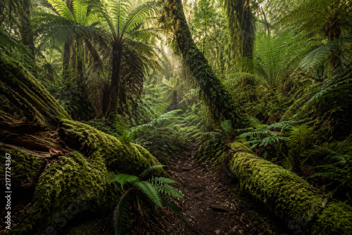 Uncivilized primeval forest floor with ferns and mossy logs