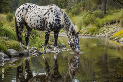 Spotted Appaloosa horse drinking from a stream, its reflection in the calm water.