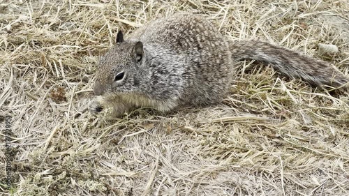 Squirrel eating seeds from a dried plant	