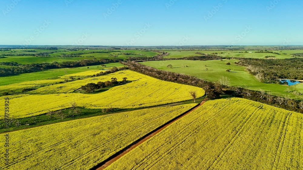 Obraz premium Seddon, Kangaroo Island, South Australia – 4K aerial drone view of spectacular yellow canola fields, rolling farmland, rural landscape and spring agricultural countryside