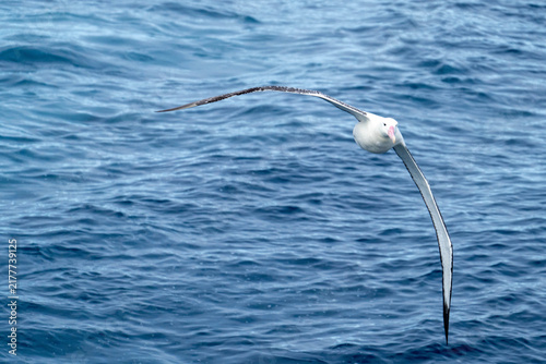 Obraz na plátně Snowy albatross (Diomedea exulans)  in flight at Gough Island in the South Atlan