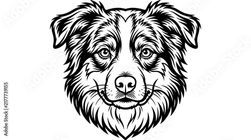 Detailed black and white line art illustration of an Australian Shepherd dog head.