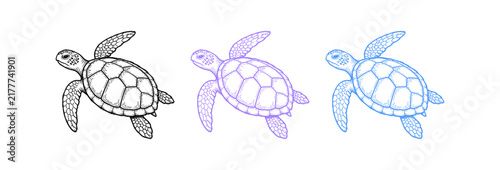 Hand drawn sea turtle sketches in black purple and blue line art style.