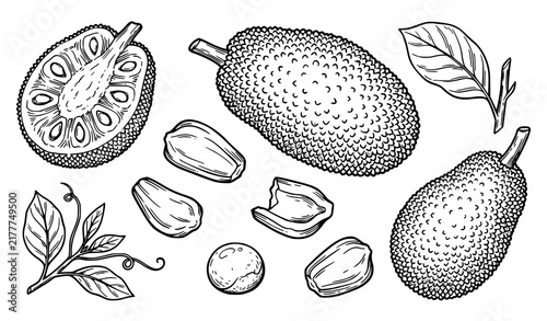 Canvastavla Jackfruit botanical hand drawn line art set with whole fruit cut section pulp po