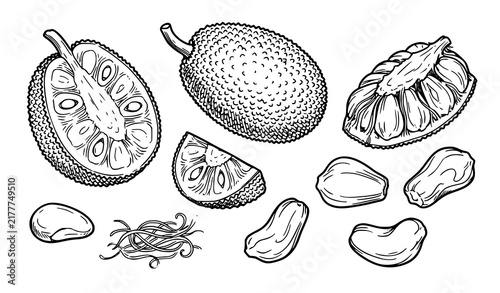 Canvastavla Jackfruit hand drawn food illustration with whole fruit slices pulp pods and see