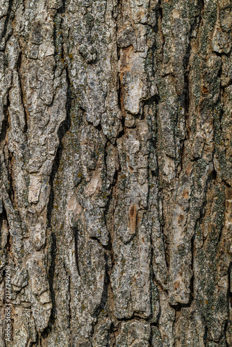 Bark of Bur Oak (Quercus macrocarpa)