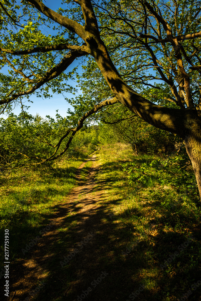 Fototapeta premium Landscape in the Buurserzand and Steenhaar, Netherlands