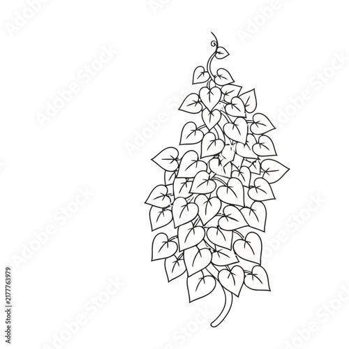 Vine with heart-shaped leaves
