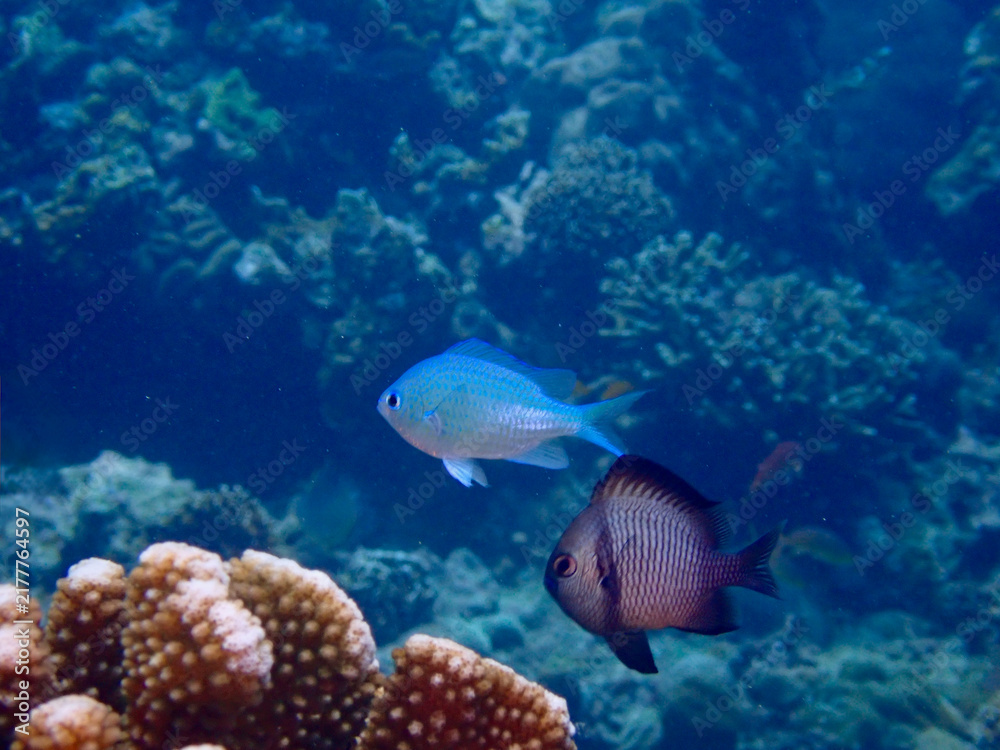 Obraz premium Blue chromis and a dark damselfish swim together in clear blue water above a coral reef. An elegant underwater wildlife shot capturing the contrast of tropical marine species.