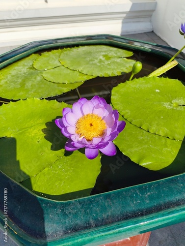 Bild auf Leinwand water lilies in the pond
