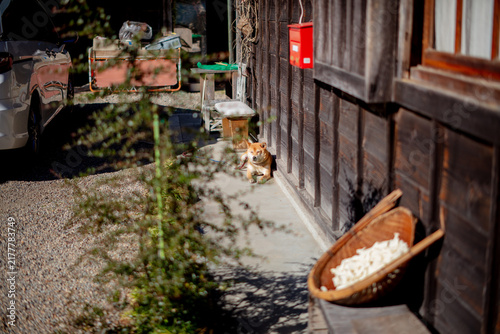 古民家と犬