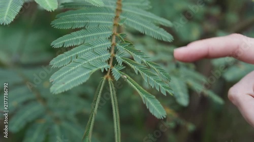 A hand gently touching a sensitive plant closing its leaves in the jungle