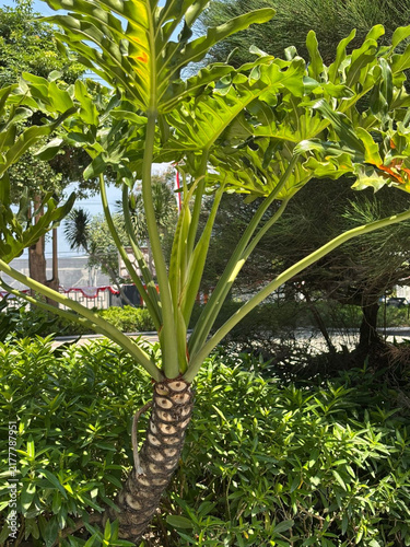 Foto Tree philodendron thaumatophyllum bipinnatifidum plant growing in sunny garden