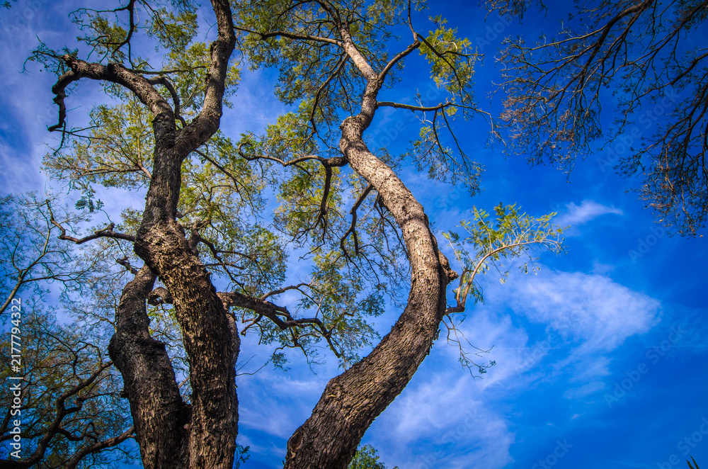 Fototapeta premium Trees and Sky