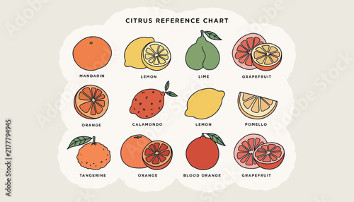 Citrus fruits reference chart with illustrations