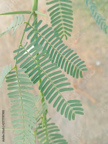 Fotografía Green acacia leaves close up photo