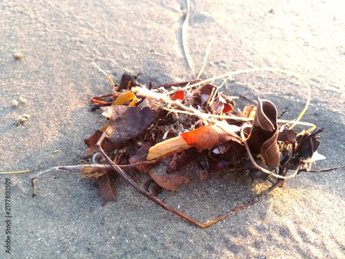 Fotografie Beach wrack with dry twigs and leaves on sand