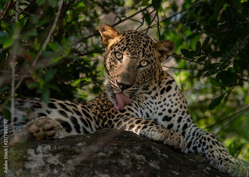Canvas Print Leopard rests atop a rock, tongue out