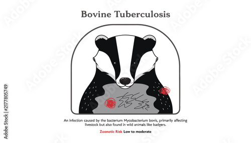 Bovine tuberculosis, badger with infection