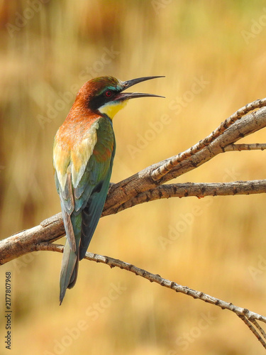 Quadro su tela bee eater bird