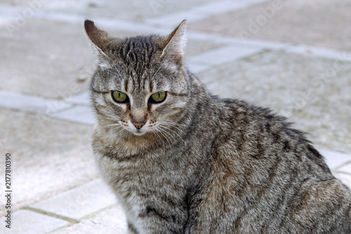 Fotografía Close-up of young gray tabby cat with flattened ears in fear