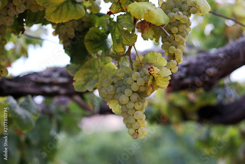 Fotografie Ripe pale green grapes suspended from a woody vine in Portugal Douro Valley, framed by broad leaves and soft countryside scenery, showing traditional vineyard cultivation and wine production