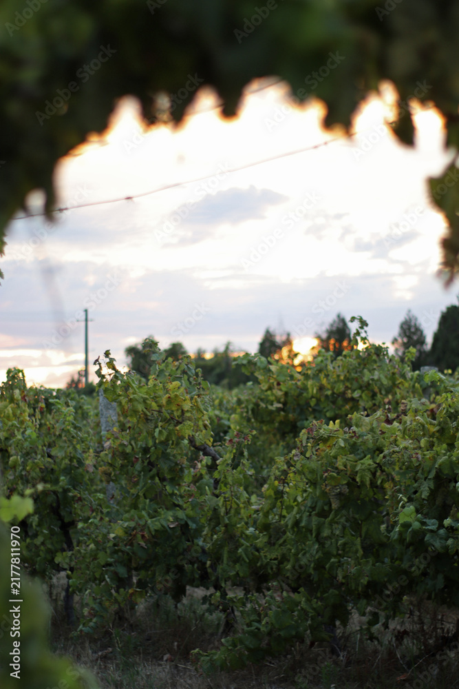 Obraz premium Vineyard landscape viewed through grape leaves, with rows of vines extending toward the horizon beneath a partly cloudy evening sky in the Douro Valley, Portugal, during the summer season.