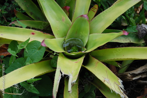 Cuadro en lienzo Vibrant green bromeliad plant with distinctive cup-shaped center and spiky leaves in lush tropical garden setting