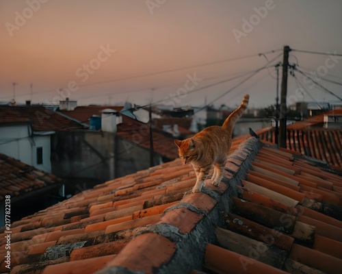 cat on the roof