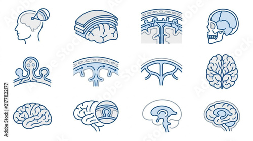 Detailed Brain and Neural System Line Art Illustrations.