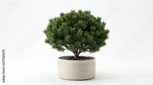 Potted Pine Tree: A miniature pine tree thrives in a simple concrete pot, its vibrant green foliage a symbol of nature's enduring beauty and tranquility.