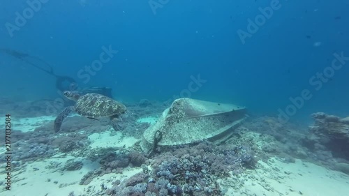 Green sea turtle swims near a sunken boat on a sandy seabed. Cinematic underwater footage capturing the peaceful encounter with marine life near a shipwreck.