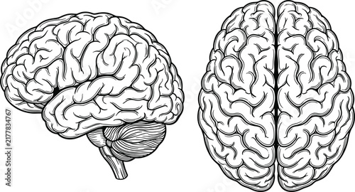 Foto Human brain anatomical drawing from side and top view in vintage engraved woodcu